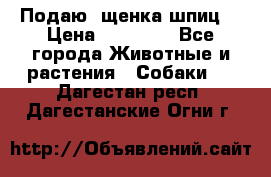 Подаю. щенка шпиц  › Цена ­ 27 000 - Все города Животные и растения » Собаки   . Дагестан респ.,Дагестанские Огни г.